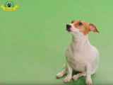 La politesse canine (1/6)
