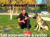 Règles de base pour bien édquer son chien