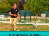 Apprendre le pas bouger au chien