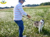 Un Husky Sibérien apprend le rappel
