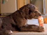 Eduquer un chien