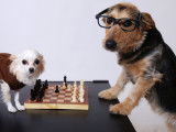 Comment stimuler son chien pour le rendre plus intelligent ?