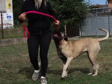 Dressage d'une Dogue des Canaries