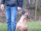 Séance de dressage d'une femelle Rhodesian Ridgeback