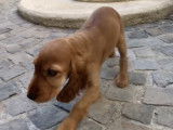 Comment éduquer son chiot ?