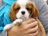 Conseils pour apprendre la propreté à son chiot