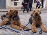 Deux Airedale Terriers qui obéissent au doigt et à l'œil