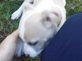 Rudiments pour une petite American Staffordshire Terrier