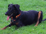 Exercices et déplacements sans laisse avec un Beauceron