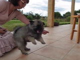 Education d'un chiot Keeshond avec un clicker training