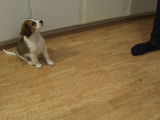 Astuce pour éduquer un chiot Kooikerhondje de neuf mois