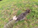 Dressage d'un Griffon Korthal de Dix mois pour la chasse