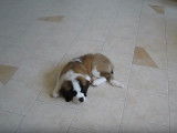 Un chiot Saint-Bernard de 3 mois déjà bien éduqué