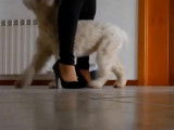 Éducation d'un chiot Lagotto Romagnolo de huit mois
