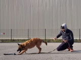 Un chiot Berger Belge Laekenois apprend à rapporter un objet