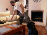 Apprendre à son chien à ne pas voler et détruire