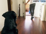 Exercices pour améliorer la confiance et l'autocontrôle de son chien