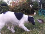 Apprentissage de la chasse à un Setter Anglais