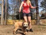 Exercices d'éducation pour un Terrier Irlandais à Poil Doux