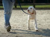 Education d'un jeune Spinone Italiano