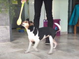 Un Terrier Brésilien en séance de clicker training