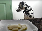 Concours de patience entre un Dalmatien et un Husky