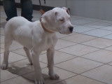 Socialisation d'un chiot Dogue Argentin