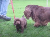Un chiot Sussex Spaniel apprend à sortir en laisse
