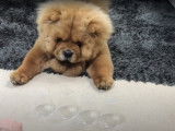 Exercice d'intelligence pour un Chow Chow
