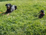 Education canine d'un Pinscher Nain et d'un Beauceron