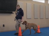 Un Rhodesian Ridgeback suit une formation d'éducation canine