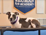 Formation d'éducation canine pour un Pitbull