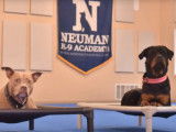 Cours d'éducation canine pour un Rottweiler et un Amstaff