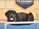 Un Rottweiler suit une formation d'éducation canine