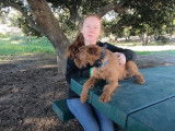 Dressage d'un Irish Terrier