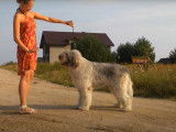 Un Berger Roumain de Mioritza apprend la marche à la laisse