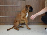 Dressage d'un jeune Boxer