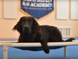 Un Retriever à Poil Plat en formation d'éducation canine