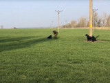 Des Flat Coated Retriever s'entraînent au rapport