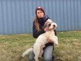 Un Petit Basset Griffon Vendéen en stage d'éducation canine