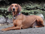 Education canine d'un Redbone Coonhound