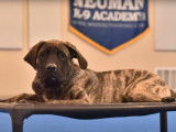 Un chiot Mastiff en stage intensif d'éducation canine