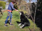 Education canine d'un jeune Mâtin Espagnol