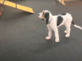 Un chiot Otterhound suit un cours d'éducation canine