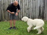 Stage intensif d'éducation canine pour un Komondor