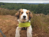 Un chiot Kooikerhondje en stage intensif d'éducation canine
