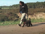 Un Labradoodle en stage intensif d'éducation canine
