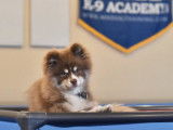 Un chiot Pomsky en stage d'éducation canine