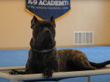 Un Dogo Canario en stage intensif d'éducation canine