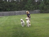 Stage d'éducation canine pour un couple de Labradoodle